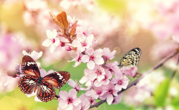 被称为诗杰的唐代诗人是谁呢