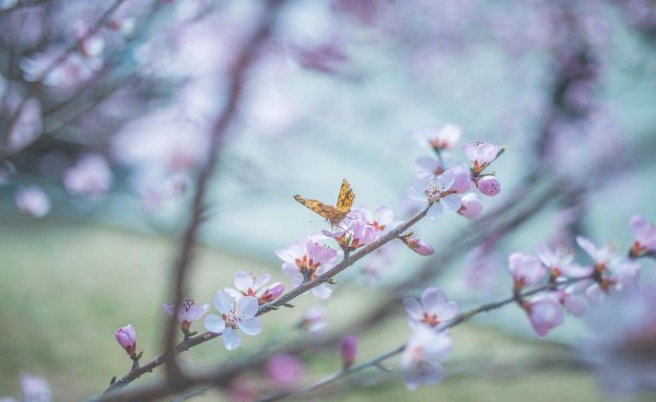 被称为诗杰的唐代诗人是谁呢