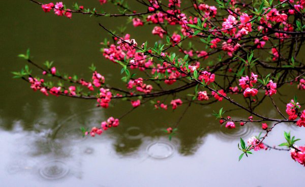 被称为诗杰的唐代诗人是谁呢