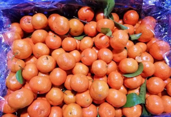 今年砂糖橘为什么便宜