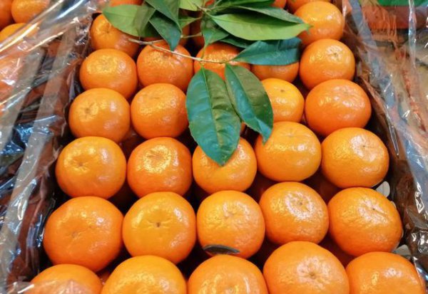 今年砂糖橘为什么便宜