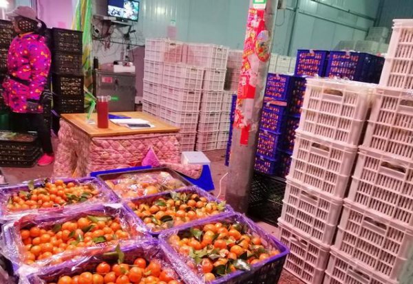 今年砂糖橘为什么便宜