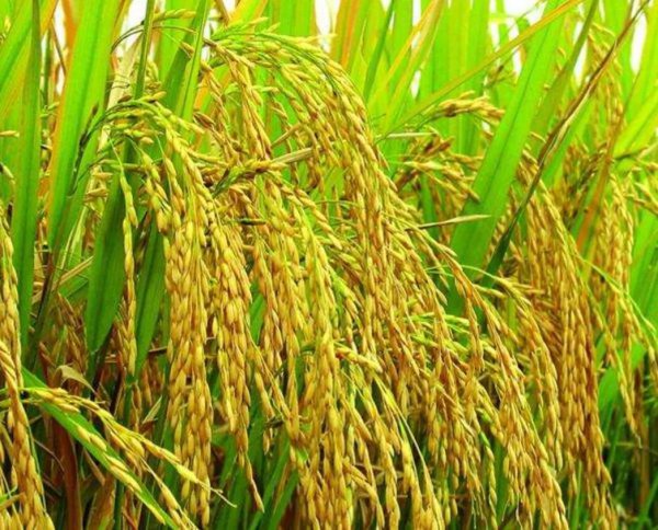 湖州市的湖指的是哪个湖