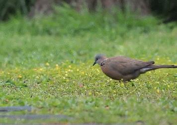 鸠占鹊巢的鸠指的是什么鸟