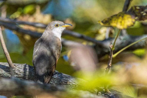 鸠占鹊巢的鸠指的是什么鸟