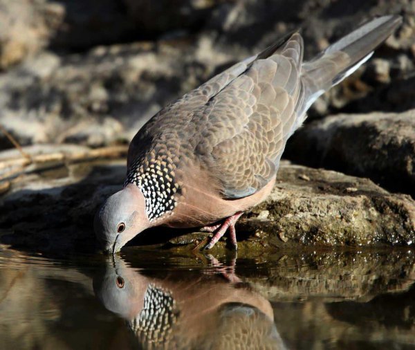 鸠占鹊巢的鸠指的是什么鸟