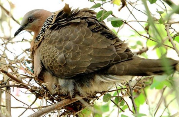 鸠占鹊巢的鸠指的是什么鸟