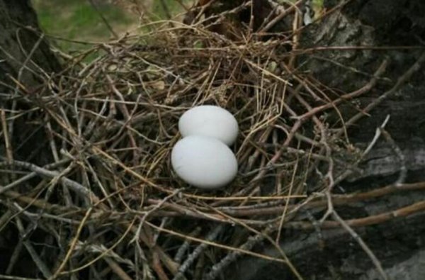 鸠占鹊巢的鸠指的是什么鸟