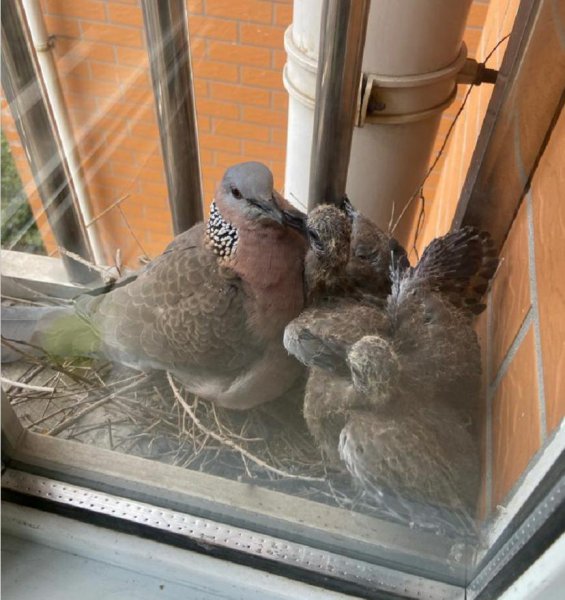 鸠占鹊巢的鸠指的是什么鸟
