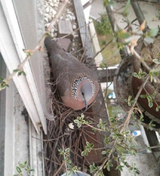 鸠占鹊巢的鸠指的是什么鸟