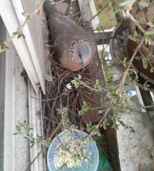 鸠占鹊巢的鸠指的是什么鸟