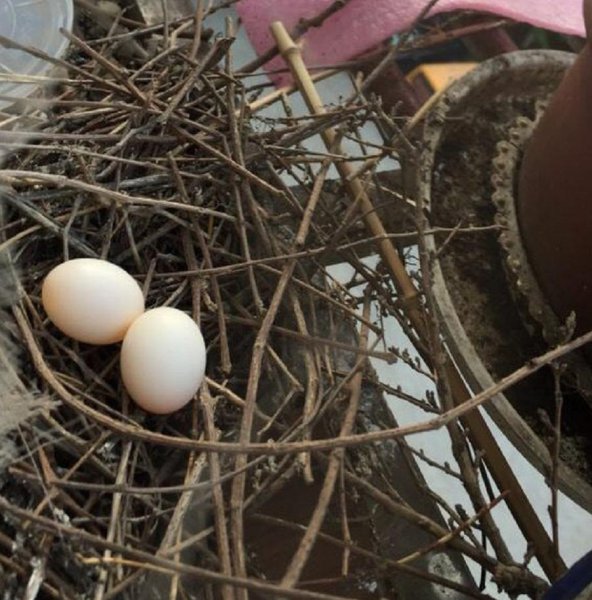 鸠占鹊巢的鸠指的是什么鸟