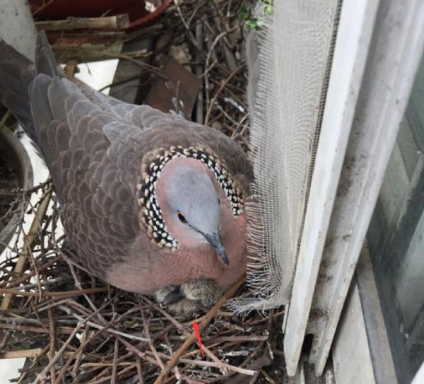 鸠占鹊巢的鸠指的是什么鸟