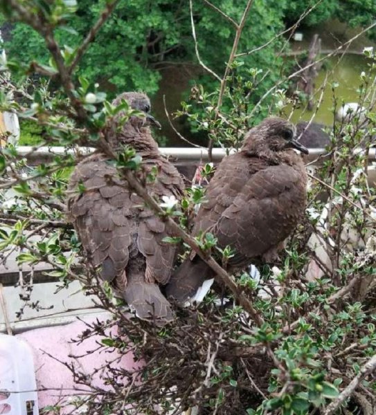 鸠占鹊巢的鸠指的是什么鸟