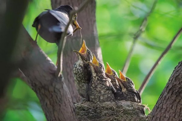 鸠占鹊巢的鸠指的是什么鸟