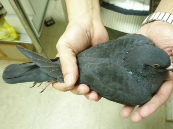 鸠占鹊巢的鸠指的是什么鸟