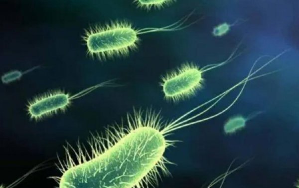 鸠占鹊巢的鸠指的是什么鸟