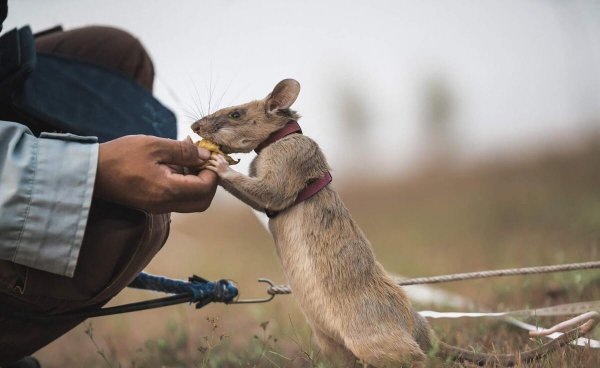 世界上最大的老鼠图片