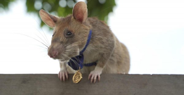 世界上最大的老鼠图片