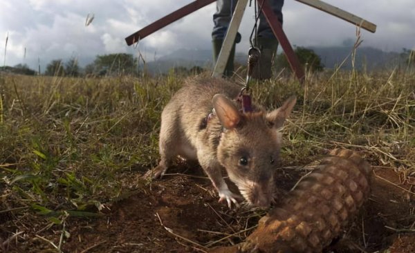 世界上最大的老鼠图片