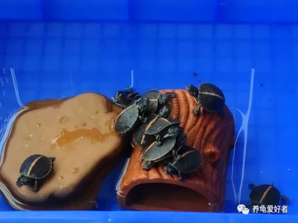 为什么养龟毁一生呢