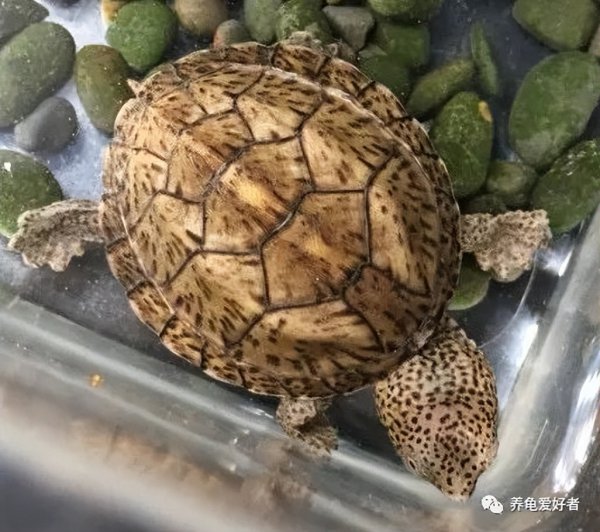 为什么养龟毁一生呢