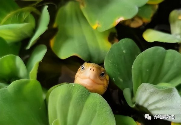 为什么养龟毁一生呢