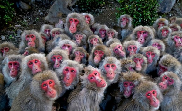 猴子生活在哪里