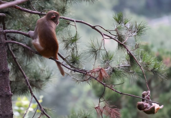 猴子生活在哪里