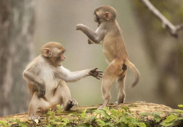 猴子生活在哪里