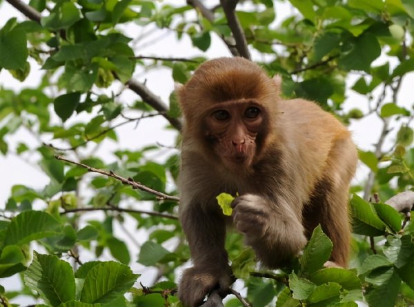 猴子生活在哪里