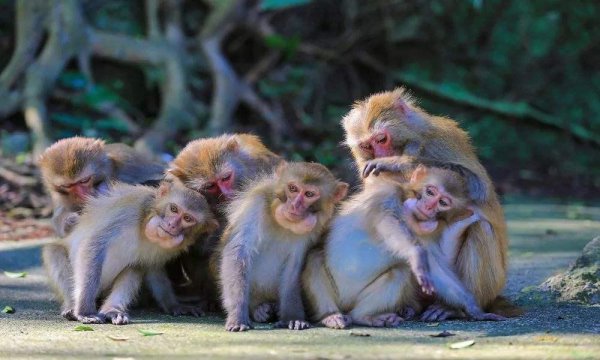 猴子生活在哪里