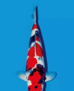 锦鲤鱼鳞发红充血是啥毛病 锦鲤身上鳞片充血怎么治疗