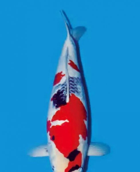 锦鲤鱼鳞发红充血是啥毛病