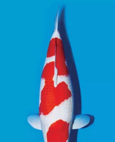 锦鲤鱼鳞发红充血是啥毛病