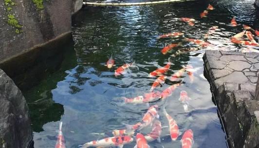 锦鲤鱼鳞发红充血是啥毛病