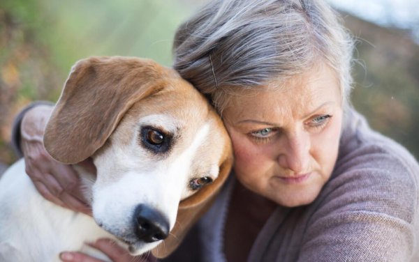 狗狗死前会向主人道别吗