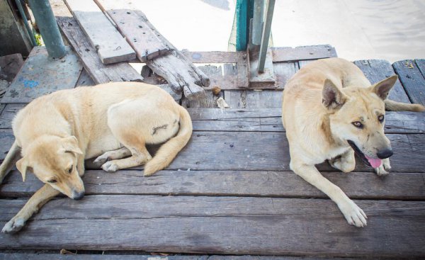 狗狗死前会向主人道别吗