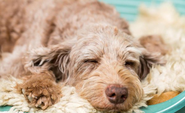 狗狗死前会向主人道别吗