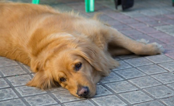 狗狗死前会向主人道别吗