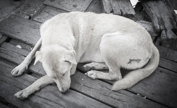 狗狗死前会向主人道别吗