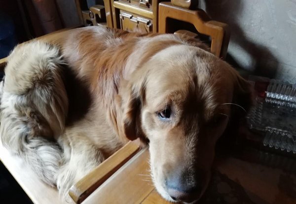 狗狗死前会向主人道别吗