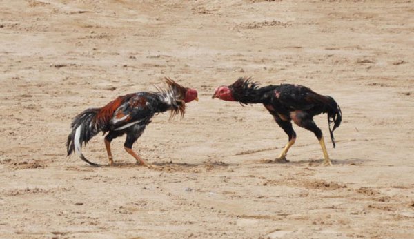 清明节有哪些节日风俗