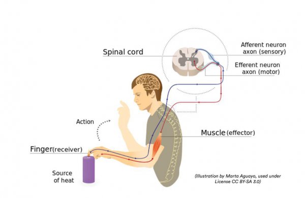 咬舌自尽真的能死吗