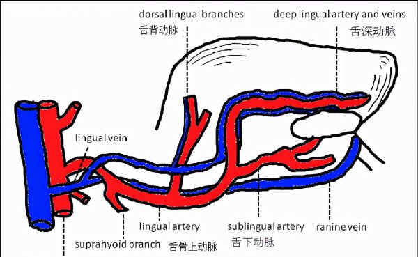 咬舌自尽真的能死吗