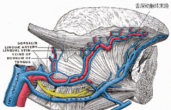 咬舌自尽真的能死吗
