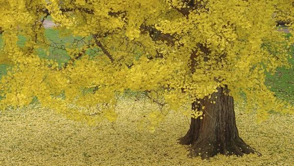 清朝光绪是谁的儿子