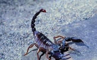 湘西的蛊术是真的吗