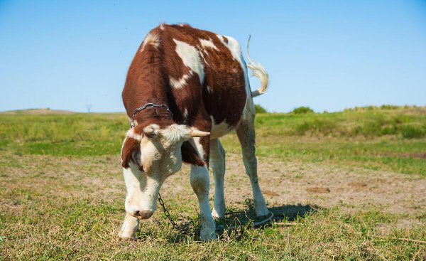 1985年属牛的桃花劫是谁