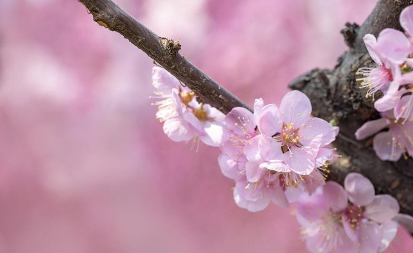 1985年属牛的桃花劫是谁